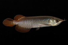 画像11: チリレッド NO.8（インドネシア産） (11)