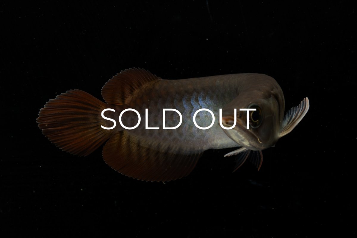 画像10: チリレッド NO.8（インドネシア産） (10)