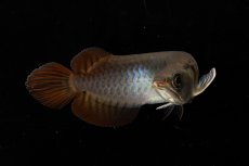 画像10: チリレッド NO.8（インドネシア産） (10)