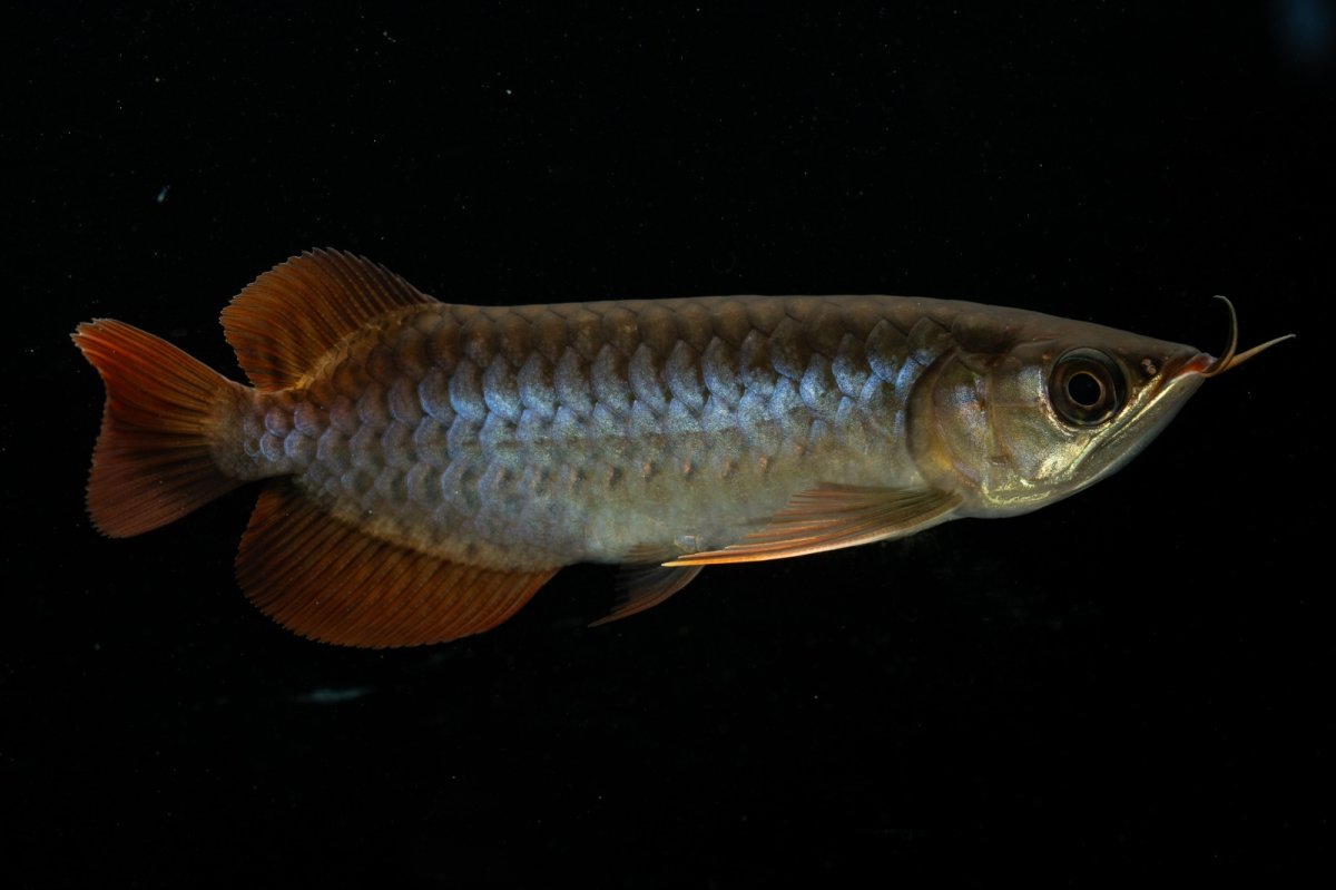 画像8: チリレッド NO.20（インドネシア産） (8)