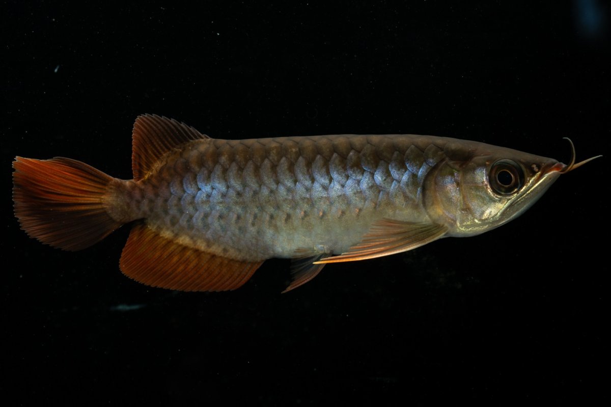 画像6: チリレッド NO.20（インドネシア産） (6)