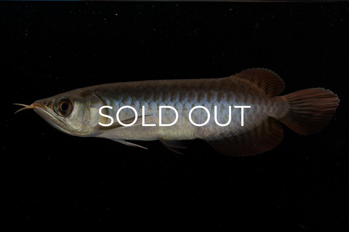 画像6: チリレッド NO.8（インドネシア産） (6)