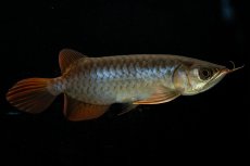 画像4: チリレッド NO.20（インドネシア産） (4)