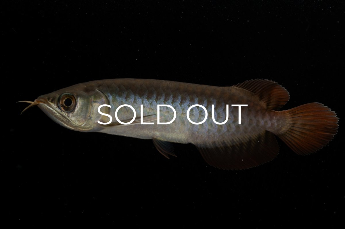 画像2: チリレッド NO.8（インドネシア産） (2)