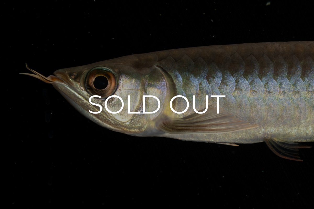 画像12: チリレッド NO.8（インドネシア産） (12)