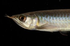 画像12: チリレッド NO.8（インドネシア産） (12)