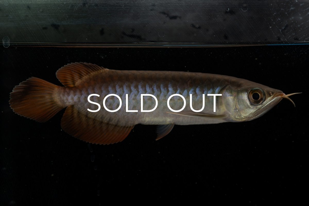 画像8: チリレッド NO.8（インドネシア産） (8)