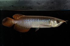 画像8: チリレッド NO.8（インドネシア産） (8)