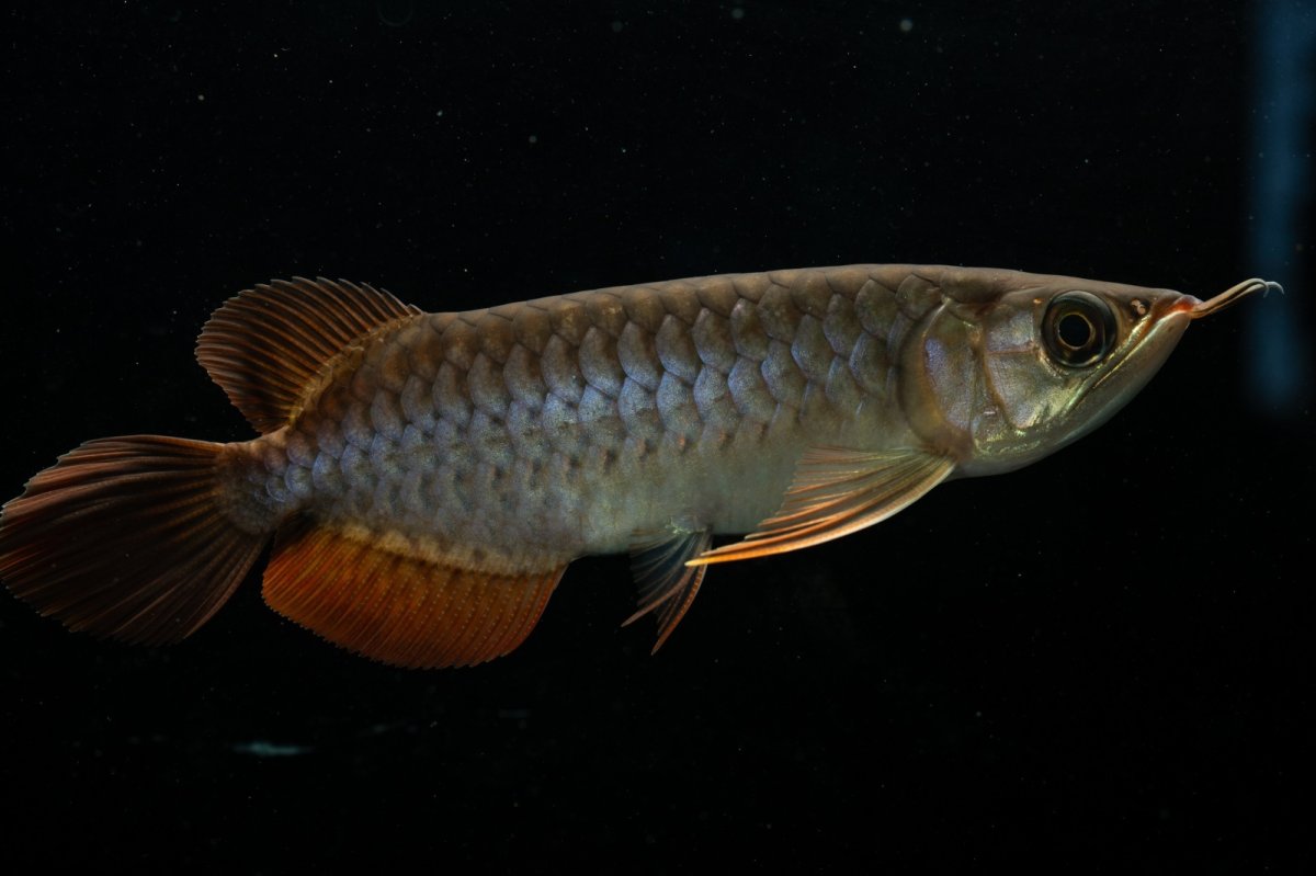 画像2: チリレッド NO.20（インドネシア産） (2)