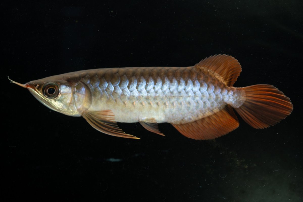 画像3: チリレッド NO.20（インドネシア産） (3)