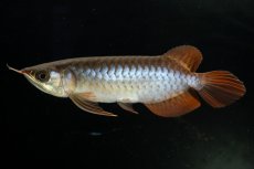 画像3: チリレッド NO.20（インドネシア産） (3)