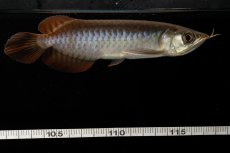 画像15: チリレッド NO.8（インドネシア産） (15)