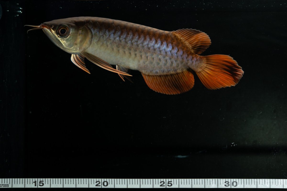 画像11: チリレッド NO.20（インドネシア産） (11)