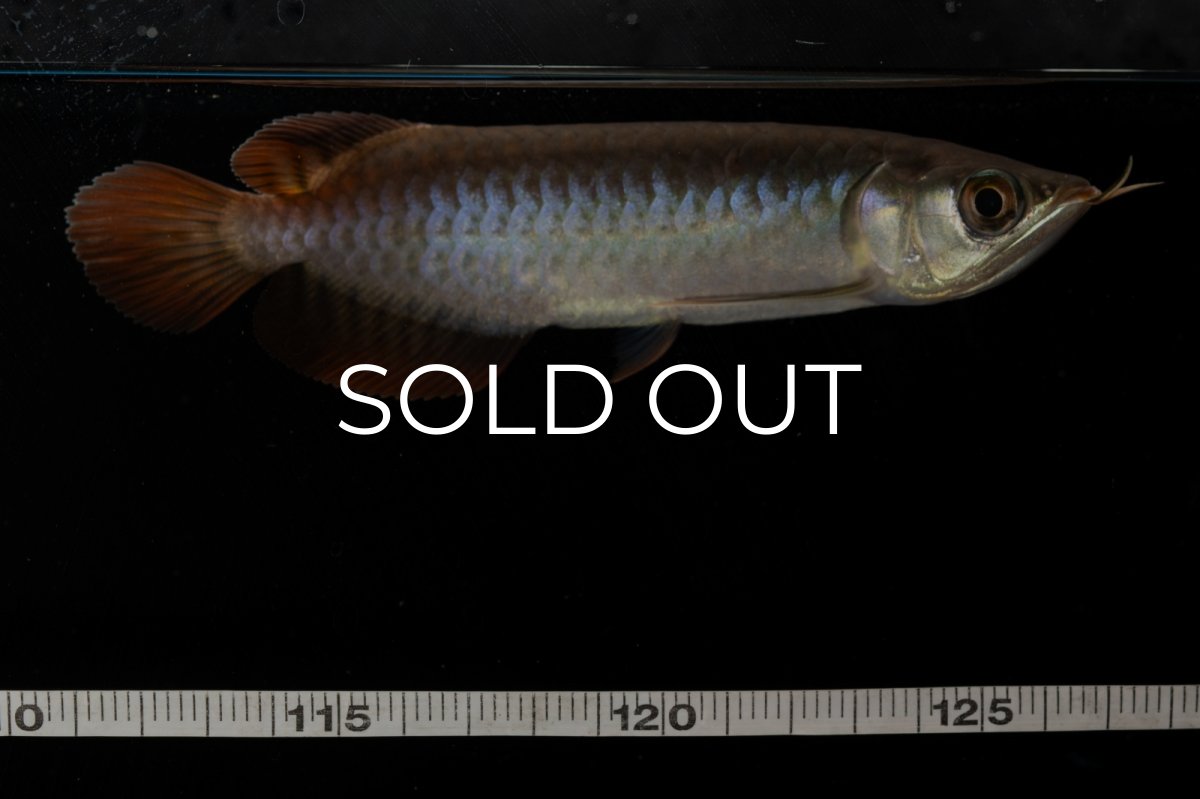 画像13: チリレッド NO.8（インドネシア産） (13)