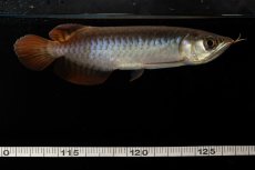 画像13: チリレッド NO.8（インドネシア産） (13)