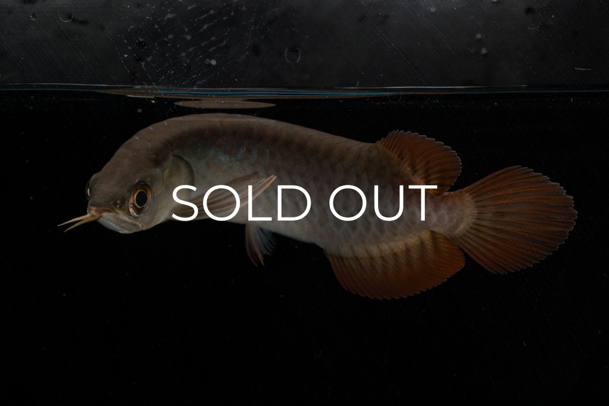 画像9: チリレッド NO.8（インドネシア産） (9)