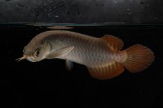 画像9: チリレッド NO.8（インドネシア産） (9)