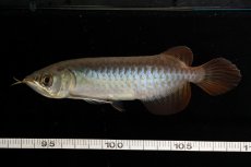 画像18: チリレッド NO.8（インドネシア産） (18)