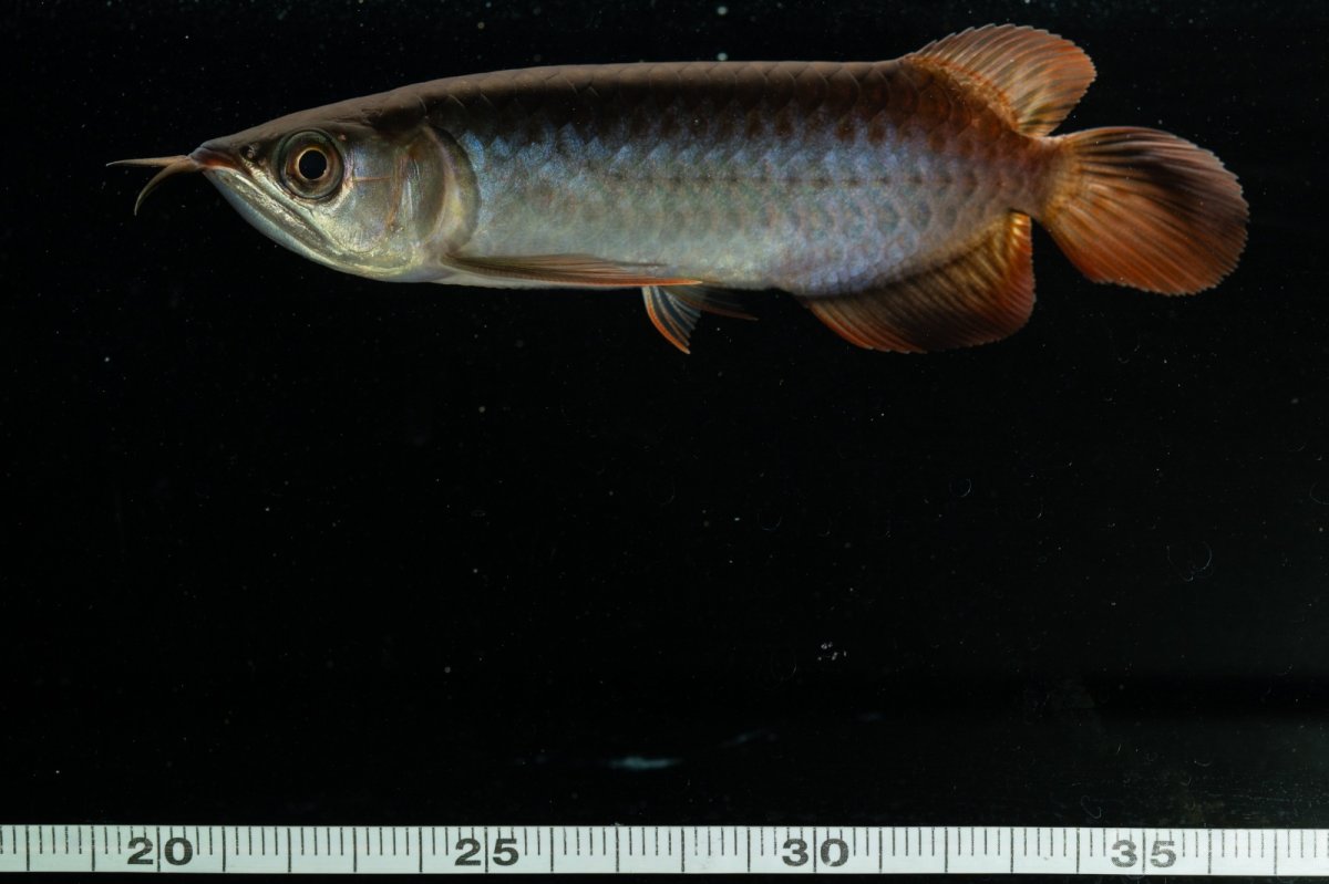 画像10: チリレッド NO.21（インドネシア産） (10)