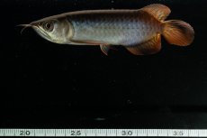 画像10: チリレッド NO.21（インドネシア産） (10)