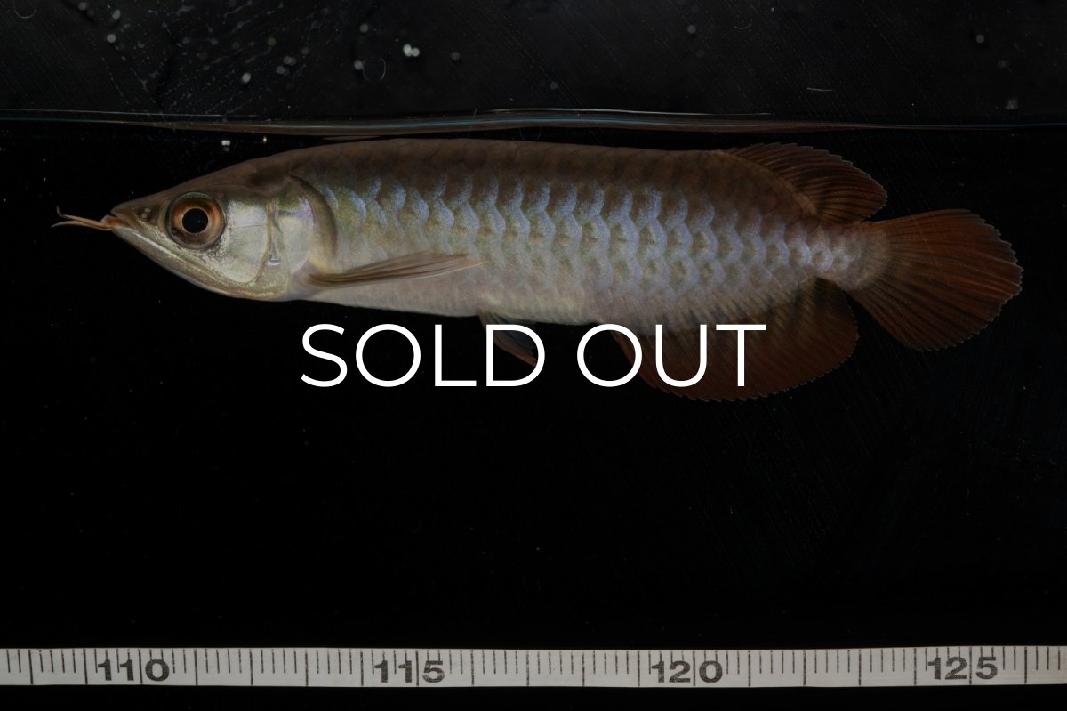 画像17: チリレッド NO.8（インドネシア産） (17)