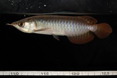 画像17: チリレッド NO.8（インドネシア産） (17)