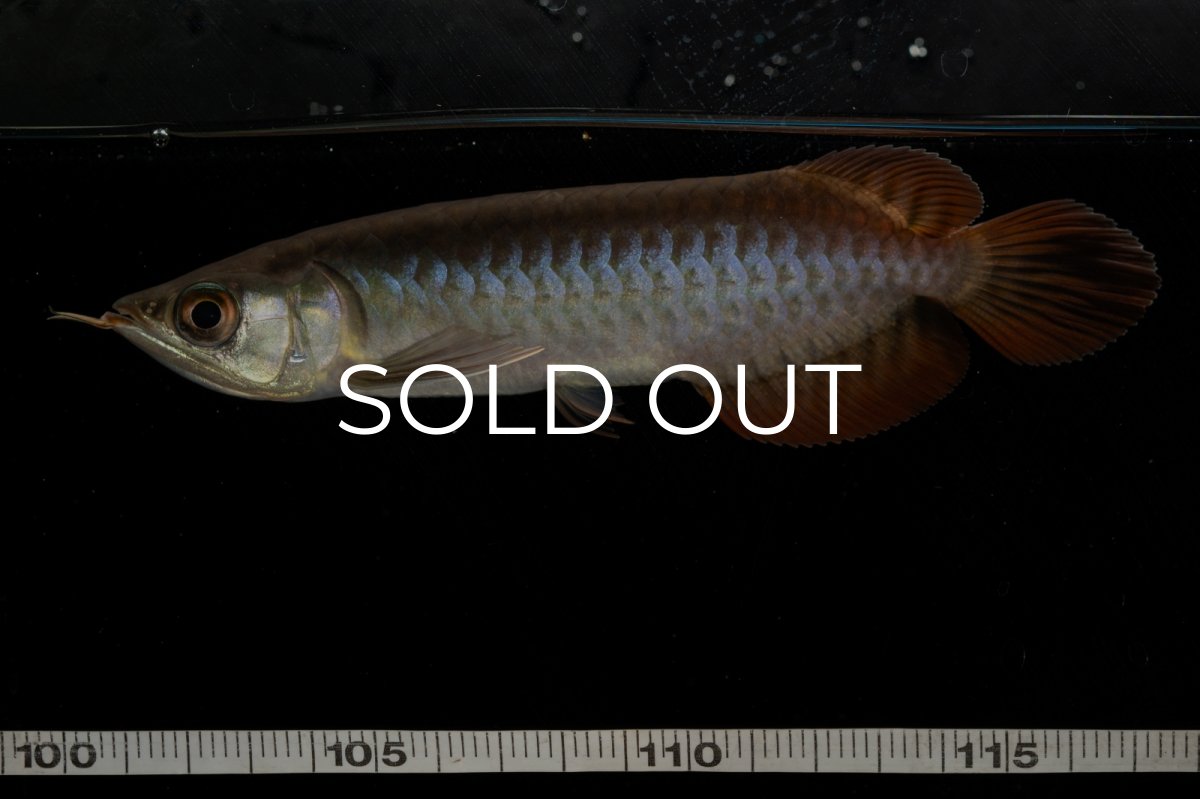 画像16: チリレッド NO.8（インドネシア産） (16)