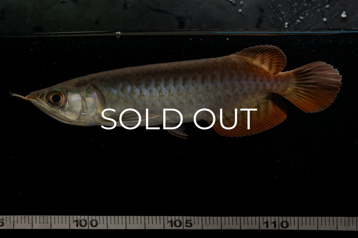 画像14: チリレッド NO.8（インドネシア産） (14)