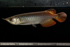 画像14: チリレッド NO.8（インドネシア産） (14)