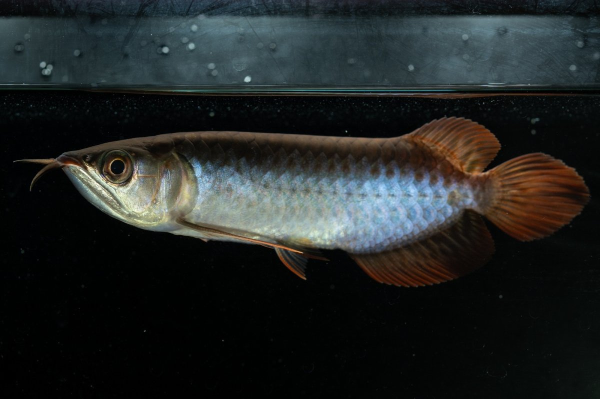 画像9: チリレッド NO.21（インドネシア産） (9)