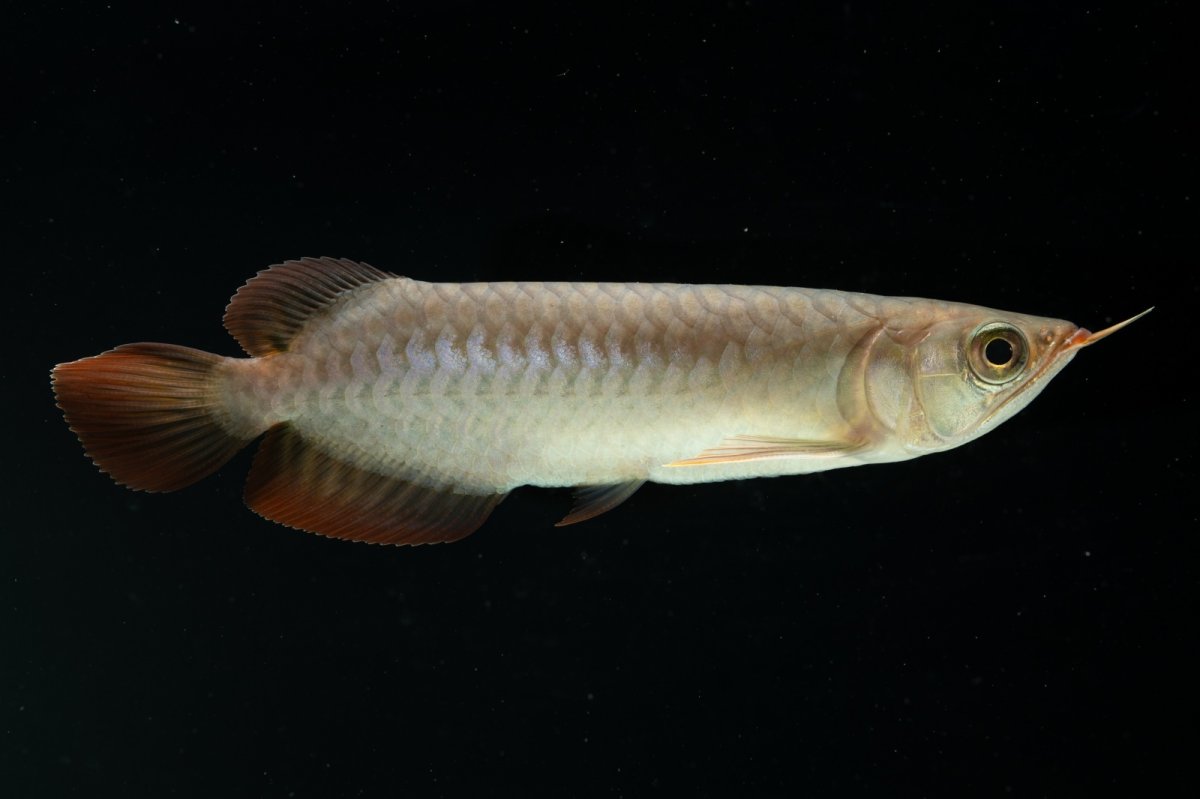 画像1: チリレッド NO.4（インドネシア産） (1)