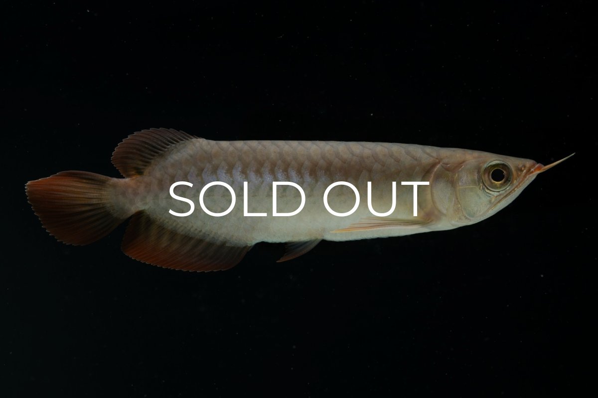 画像1: チリレッド NO.4（インドネシア産） (1)