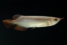 画像1: チリレッド NO.4（インドネシア産） (1)