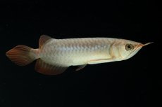 画像5: チリレッド NO.4（インドネシア産） (5)