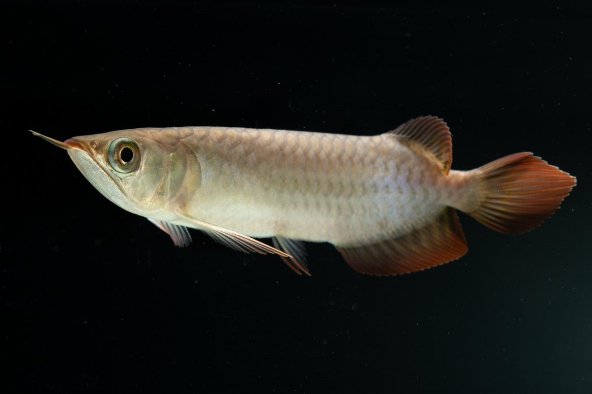 画像6: チリレッド NO.4（インドネシア産） (6)