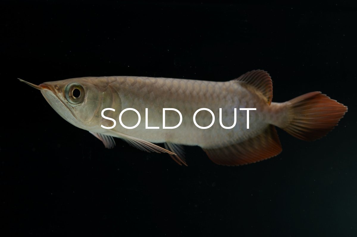 画像6: チリレッド NO.4（インドネシア産） (6)