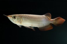 画像6: チリレッド NO.4（インドネシア産） (6)