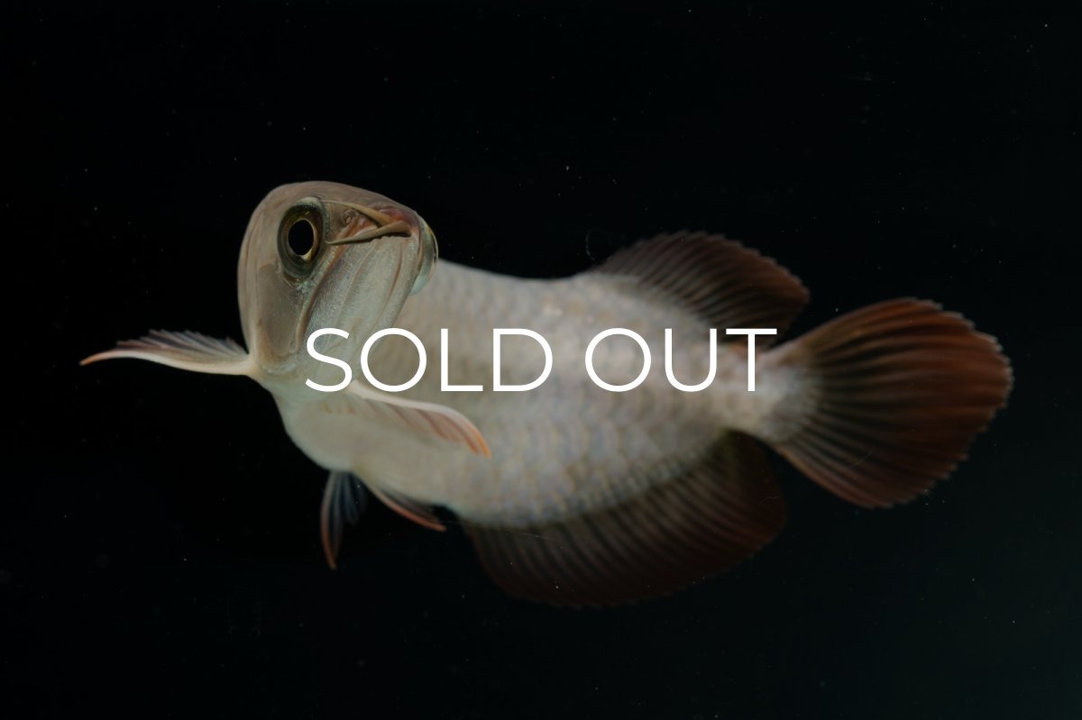 画像12: チリレッド NO.4（インドネシア産） (12)