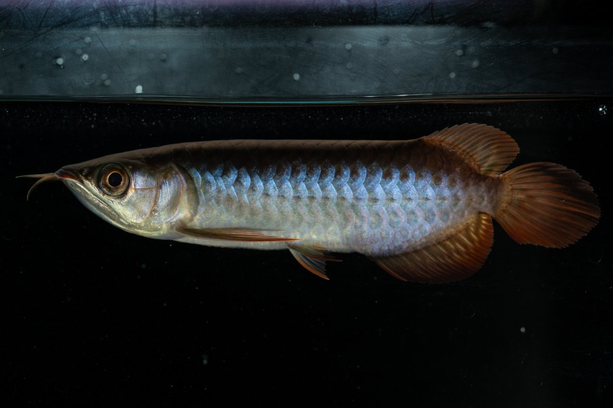 画像7: チリレッド NO.21（インドネシア産） (7)