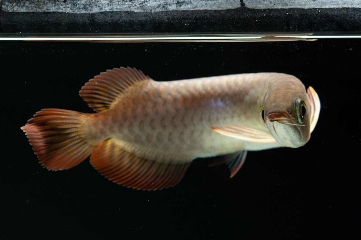 画像13: チリレッド NO.4（インドネシア産） (13)