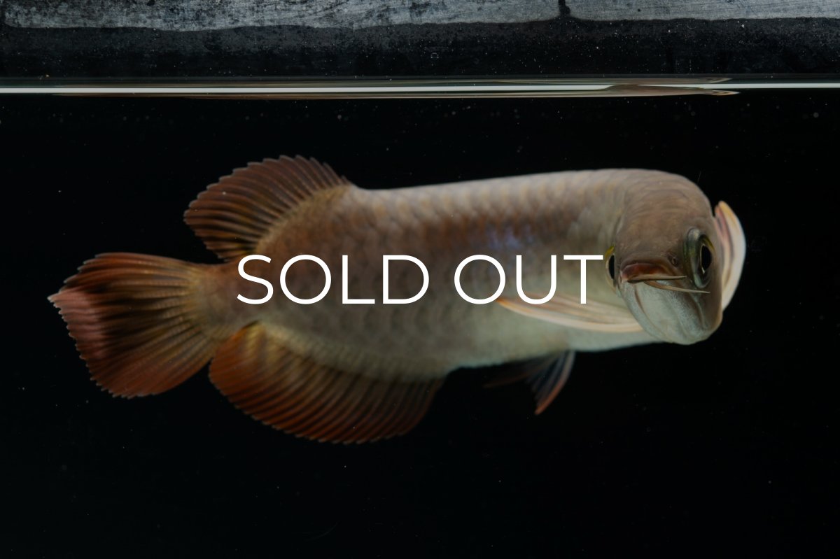 画像13: チリレッド NO.4（インドネシア産） (13)