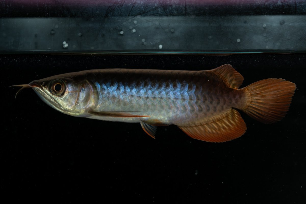 画像5: チリレッド NO.21（インドネシア産） (5)