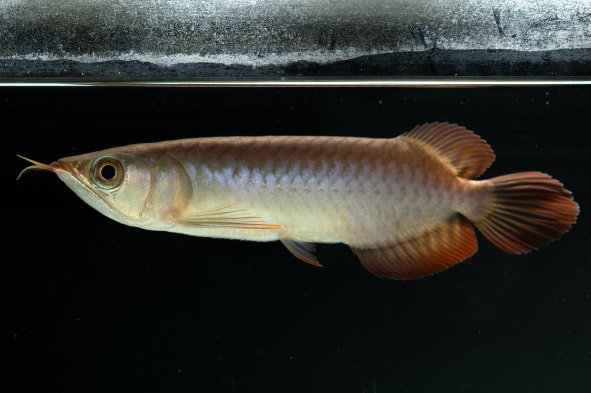 画像10: チリレッド NO.4（インドネシア産） (10)