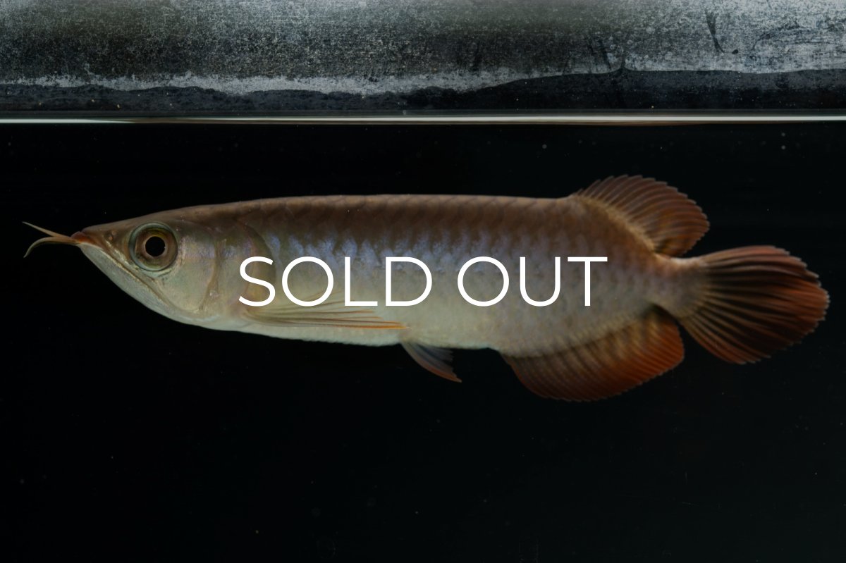 画像10: チリレッド NO.4（インドネシア産） (10)