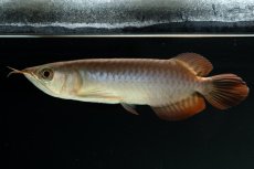 画像10: チリレッド NO.4（インドネシア産） (10)