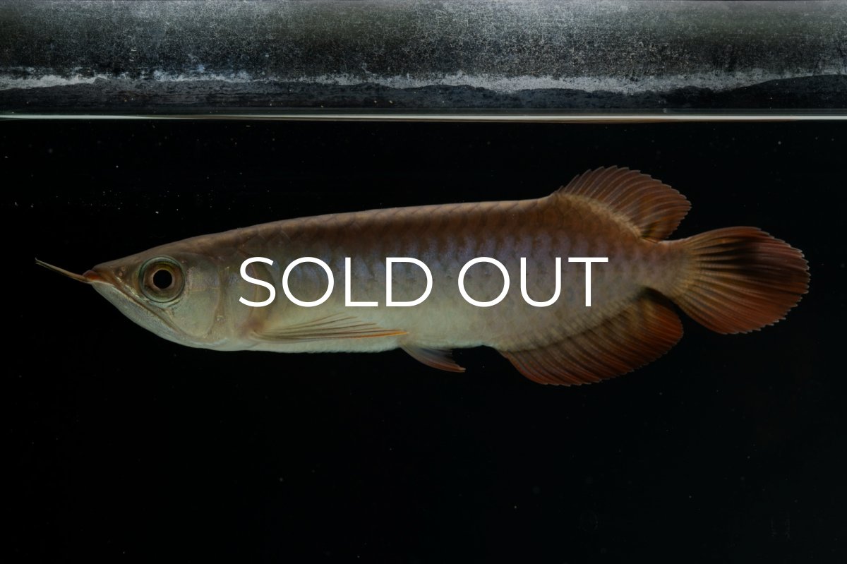 画像2: チリレッド NO.4（インドネシア産） (2)