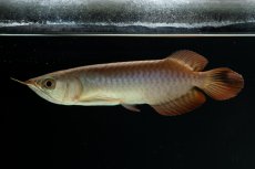 画像2: チリレッド NO.4（インドネシア産） (2)