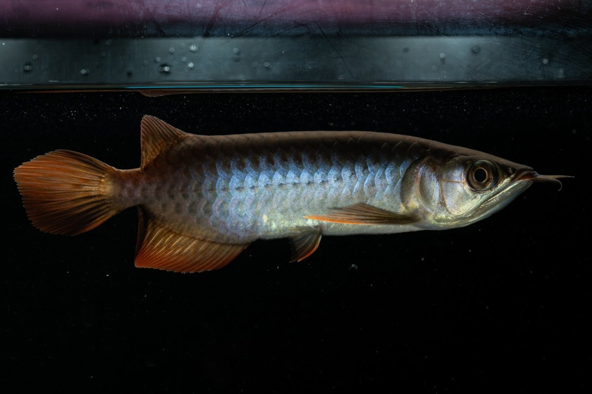 画像4: チリレッド NO.21（インドネシア産） (4)