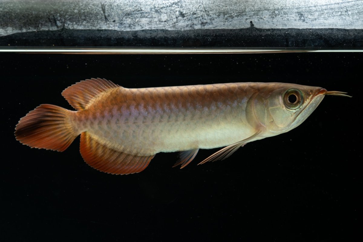 画像14: チリレッド NO.4（インドネシア産） (14)