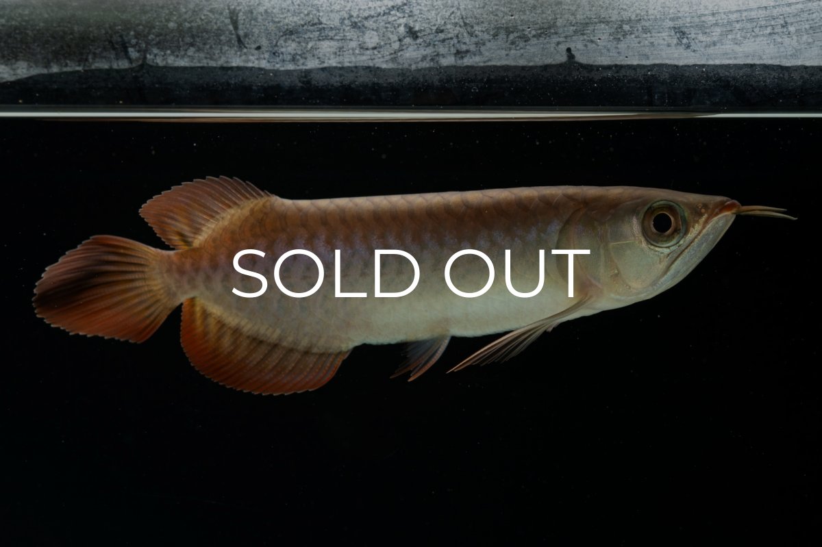 画像14: チリレッド NO.4（インドネシア産） (14)